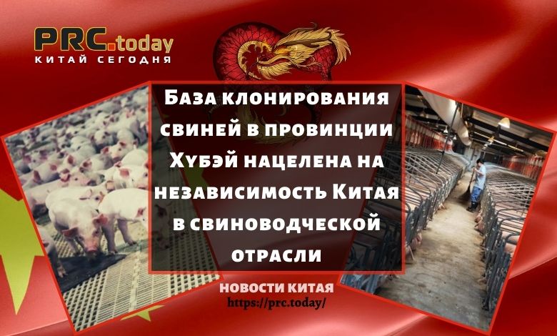 База клонирования свиней в провинции Хубэй нацелена на независимость Китая в свиноводческой отрасли