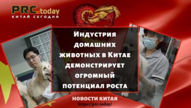 Индустрия домашних животных в Китае демонстрирует огромный потенциал роста