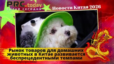 Рынок товаров для домашних животных